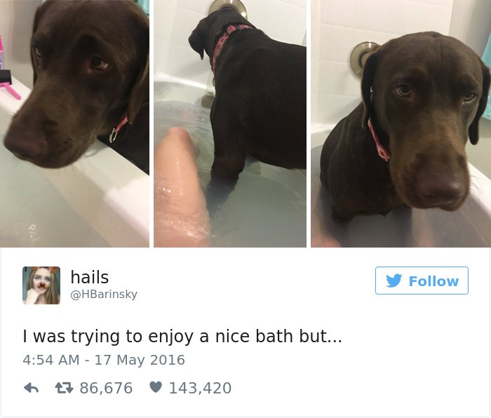 Top 20 best dog tweets "I was trying to enjoy a nice bath but..."